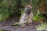 Eurasian Green Woodpecker (Picus viridis)