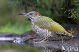 Eurasian Green Woodpecker (Picus viridis)