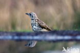 Zanglijster (Turdus philomelos)