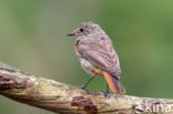 Gekraagde Roodstaart (Phoenicurus phoenicurus)