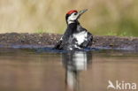 Great Spotted Woodpecker (Dendrocopos major)