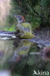 Groene Specht (Picus viridis)