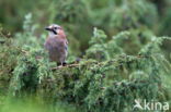 Vlaamse Gaai (Garrulus glandarius)