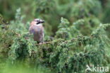 Vlaamse Gaai (Garrulus glandarius)