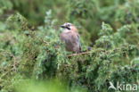 Eurasian Jay (Garrulus glandarius)