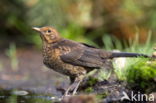 Eurasian Blackbird (Turdus merula)