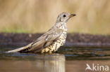 Song Thrush (Turdus philomelos)