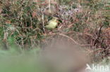 Willow Warbler (Phylloscopus trochilus)