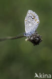 Common Blue (Polyommatus icarus)