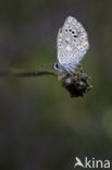 Common Blue (Polyommatus icarus)