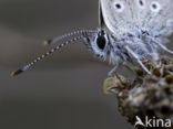 Common Blue (Polyommatus icarus)