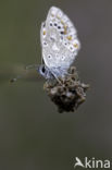 Common Blue (Polyommatus icarus)