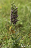 Brede wespenorchis (Epipactis helleborine)