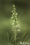 Brede wespenorchis (Epipactis helleborine)
