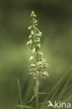 Broad-leaved Helleborine (Epipactis helleborine)