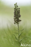 Broad-leaved Helleborine (Epipactis helleborine)