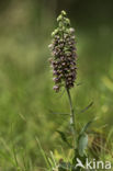 Broad-leaved Helleborine (Epipactis helleborine)