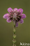 Cross-leaved Heather (Erica tetralix)