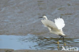 Kleine Zilverreiger (Egretta garzetta)