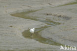 Little Egret (Egretta garzetta)