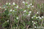 Bleekgele hennepnetel (Galeopsis segetum)