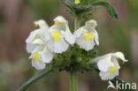 Bleekgele hennepnetel (Galeopsis segetum)