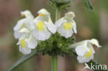 Bleekgele hennepnetel (Galeopsis segetum)