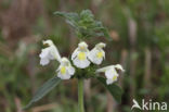 Bleekgele hennepnetel (Galeopsis segetum)