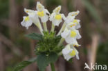 Bleekgele hennepnetel (Galeopsis segetum)