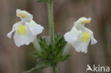 Bleekgele hennepnetel (Galeopsis segetum)