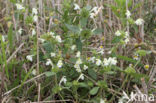 Bleekgele hennepnetel (Galeopsis segetum)