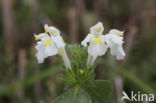 Bleekgele hennepnetel (Galeopsis segetum)