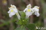 Bleekgele hennepnetel (Galeopsis segetum)