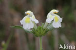 Bleekgele hennepnetel (Galeopsis segetum)