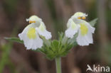 Bleekgele hennepnetel (Galeopsis segetum)