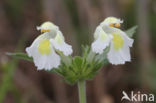 Downy Hemp-nettle (Galeopsis segetum)