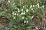 Bleekgele hennepnetel (Galeopsis segetum)