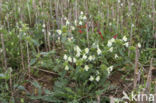 Bleekgele hennepnetel (Galeopsis segetum)