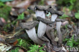 Black Trumpet (Craterellus cornucopioides)