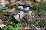 Black Trumpet (Craterellus cornucopioides)