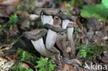 Black Trumpet (Craterellus cornucopioides)