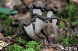 Black Trumpet (Craterellus cornucopioides)