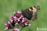 Kleine vos (Aglais urticae)