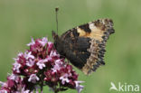 Kleine vos (Aglais urticae)