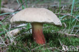 Pronksteelboleet (Boletus calopus)