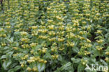 Yellow Archangel (Lamiastrum galeobdolon cv.  Florentinum )