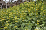 Yellow Archangel (Lamiastrum galeobdolon cv.  Florentinum )