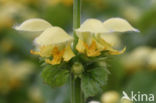 Yellow Archangel (Lamiastrum galeobdolon cv.  Florentinum )
