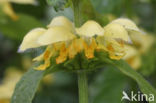 Yellow Archangel (Lamiastrum galeobdolon cv.  Florentinum )