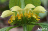 Yellow Archangel (Lamiastrum galeobdolon cv.  Florentinum )